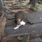 山寺の猫