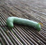 キイロスズメガの幼虫